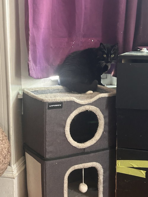 Nova, an adoptable Domestic Short Hair in East Derry, NH