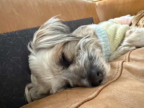 Snickers photo 3