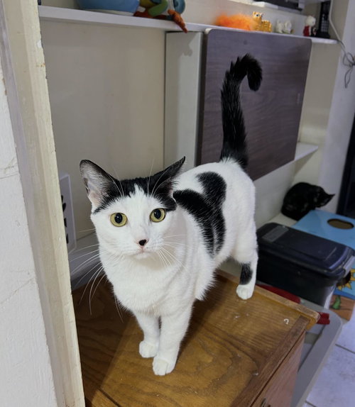picture of the cat needing adoption