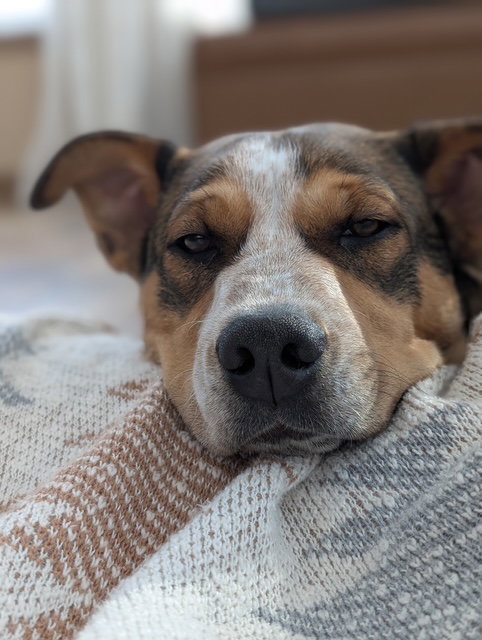 picture of the dog needing adoption
