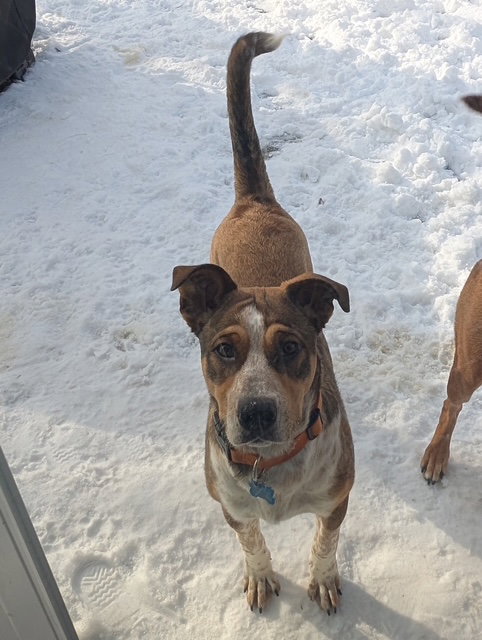 Rolo