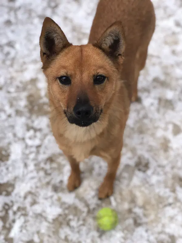 Dutchess - Spitz