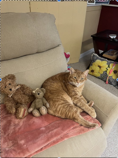 picture of the cat needing adoption