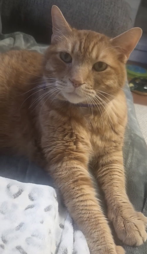 Peanut, an adoptable Domestic Short Hair in East Derry, NH