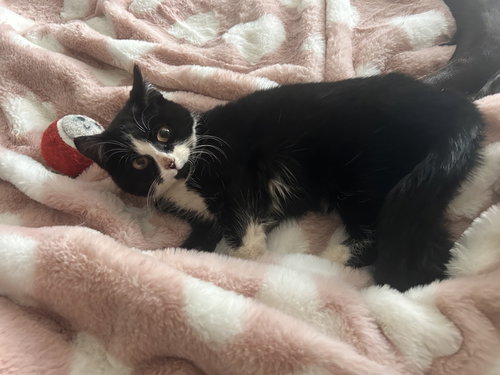 picture of the cat needing adoption