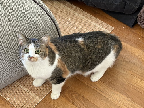 picture of the cat needing adoption