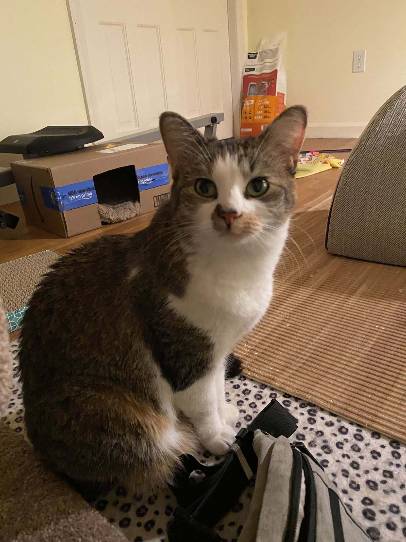 Callie