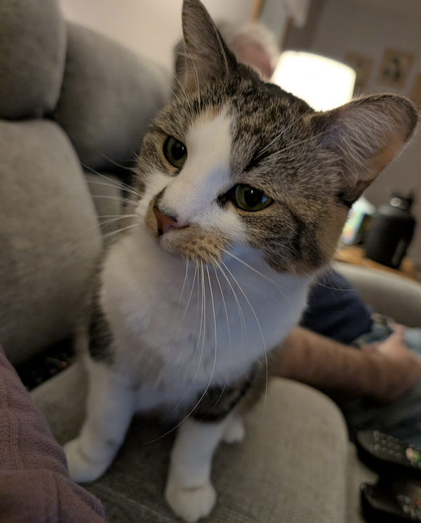 Callie