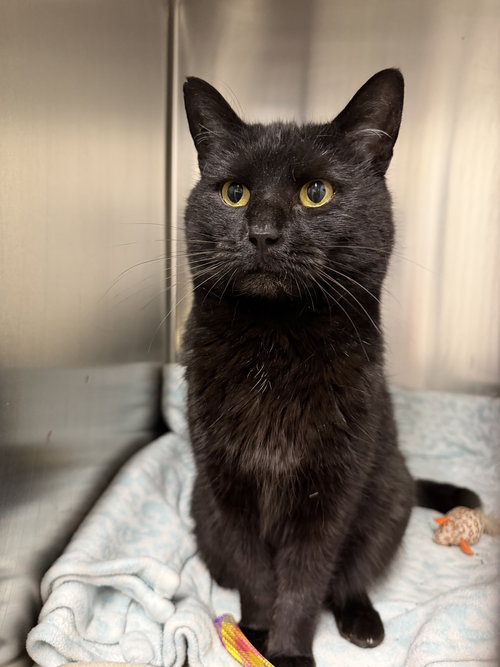 picture of the cat needing adoption