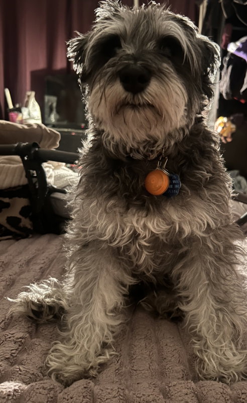 picture of the dog needing adoption