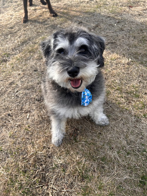 Prince, an adoptable Miniature Schnauzer in East Derry, NH