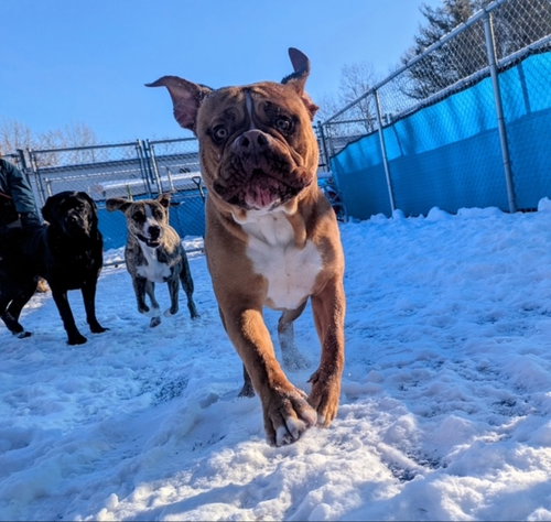 picture of the dog needing adoption