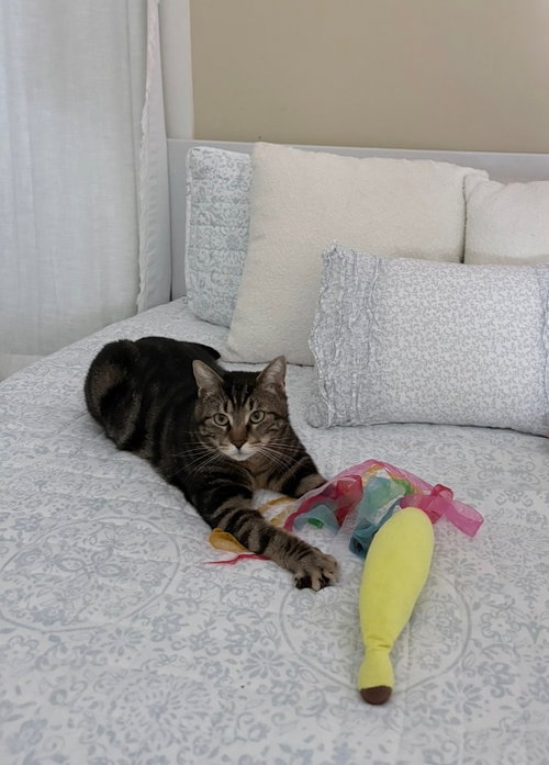 Jasper, an adoptable Domestic Short Hair in East Derry, NH