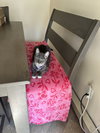 Snoopy - Photo 6