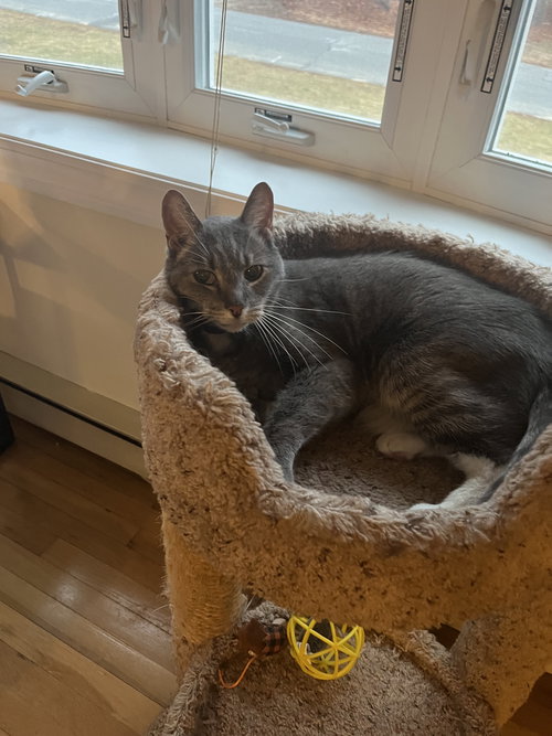 Snoopy, Senior Domestic Short Hair (short coat), cat for adoption in Lynn, Massachusetts