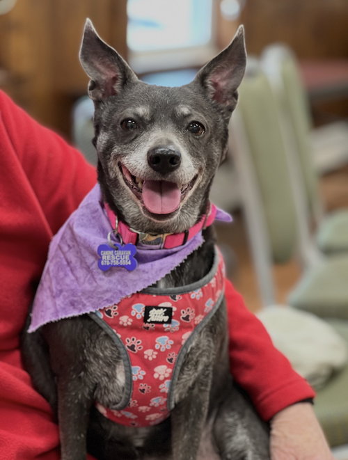 Baby, an adoptable Chihuahua in East Derry, NH