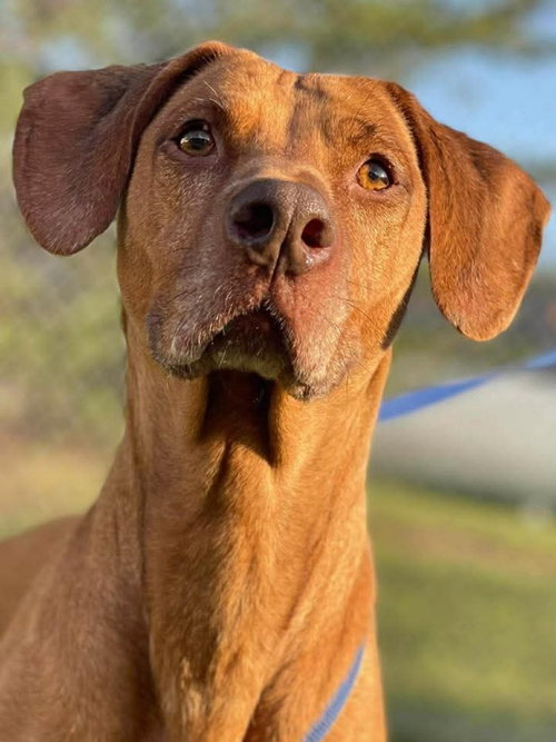 Heidi, an adoptable Vizsla in East Derry, NH