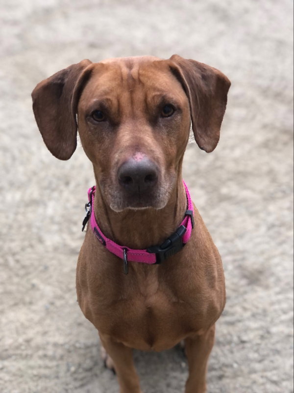 Heidi