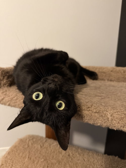 Lucy, an adoptable Domestic Short Hair in East Derry, NH