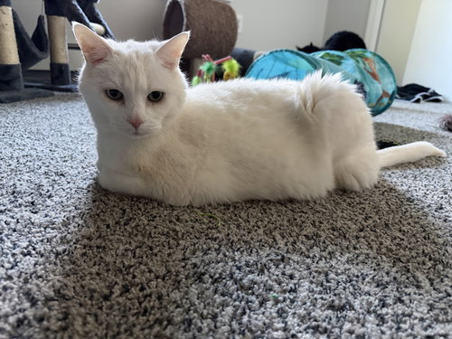 Ziggy, Senior Domestic Short Hair (short coat), cat for adoption in Lynn, Massachusetts