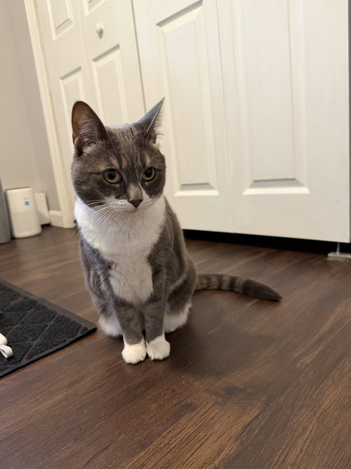 Sophia, Adult Domestic Short Hair (short coat), cat for adoption in Lynn, Massachusetts