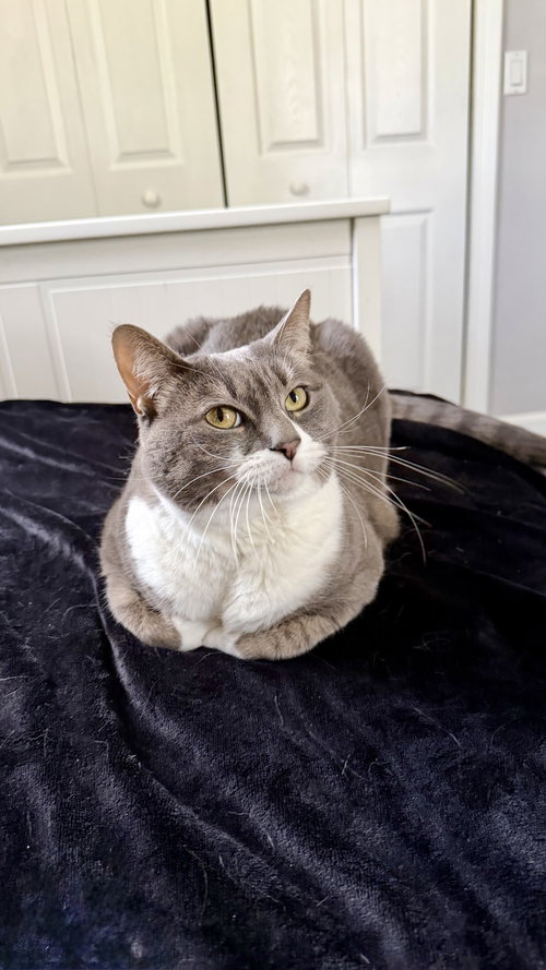 Sophia, an adoptable Domestic Short Hair in East Derry, NH