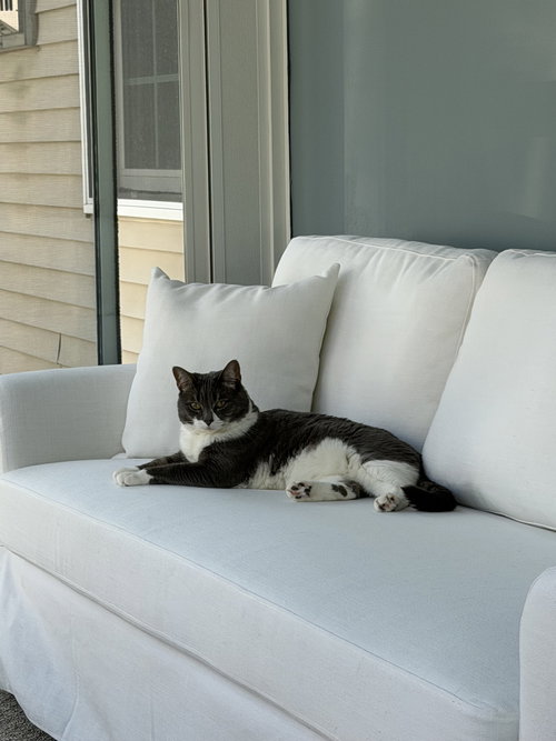 Sophia, Adult Domestic Short Hair (short coat), cat for adoption in Everett, Massachusetts