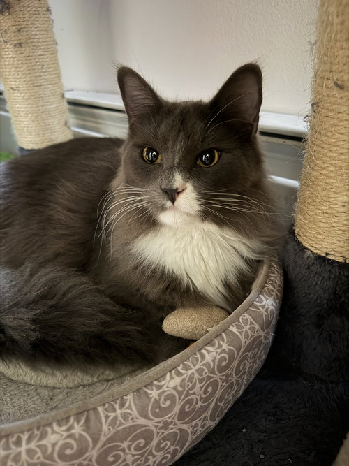 Socks, Young Domestic Long Hair (long coat), cat for adoption in Lynn, Massachusetts