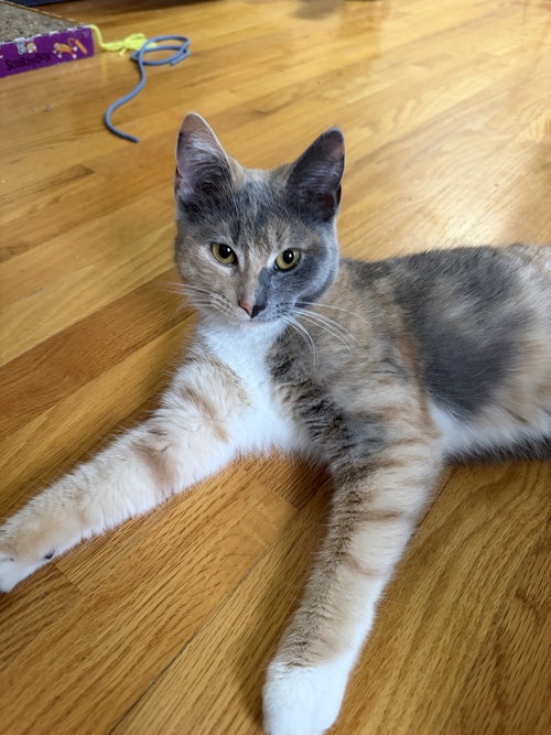 Mila, Young Dilute Calico (short coat), cat for adoption in Lynn, Massachusetts