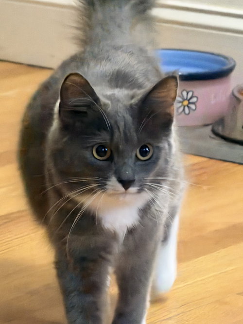 Lyla, Young Domestic Long Hair (long coat), cat for adoption in Lynn, Massachusetts