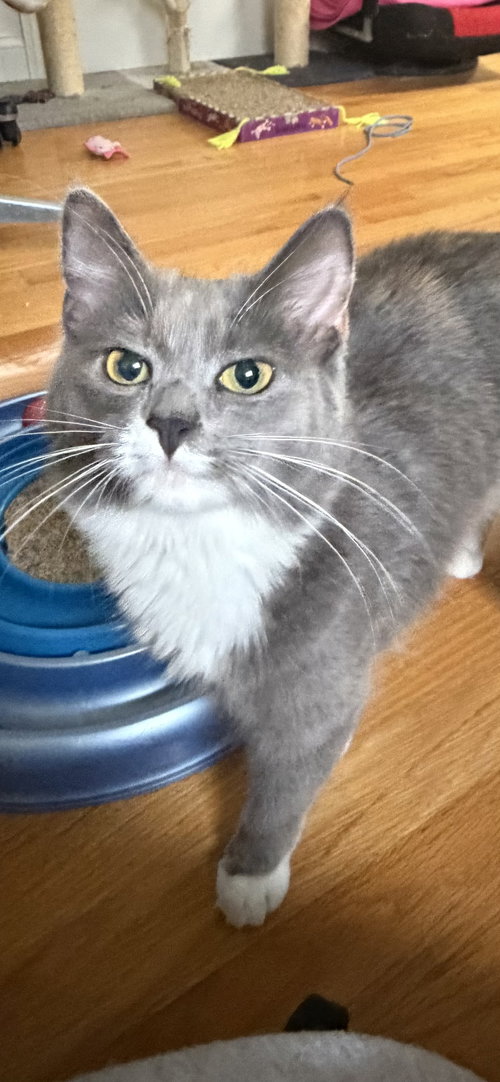 Lyla, Young Domestic Long Hair (long coat), cat for adoption in Beverly, Massachusetts