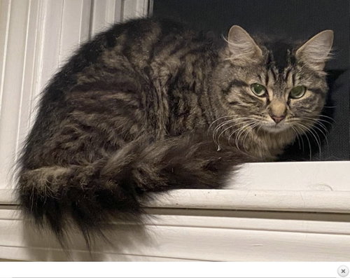 Lucy, an adoptable Domestic Long Hair in East Derry, NH