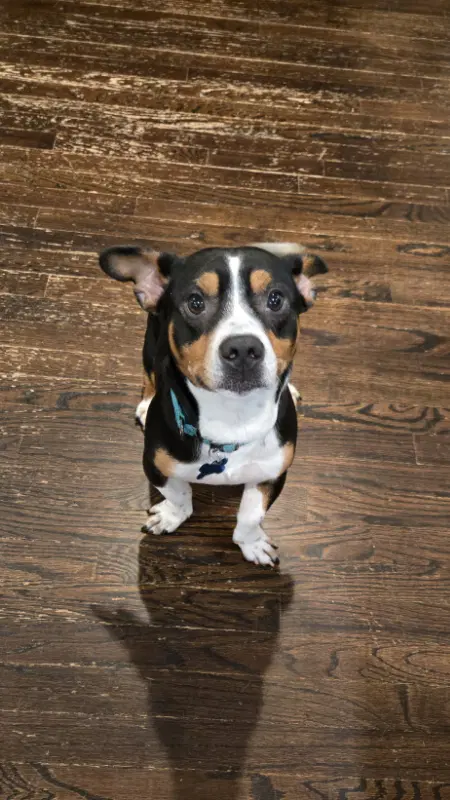 Archie image 4