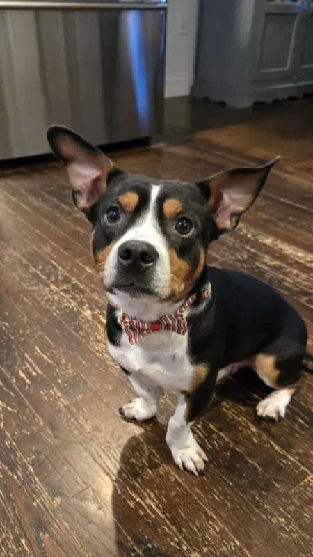 Archie - Basset Hound
