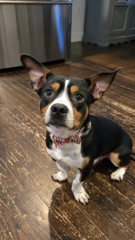 Archie
