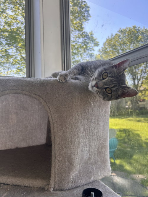 Maisie, an adoptable American Shorthair in East Derry, NH