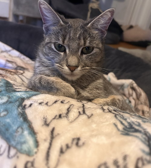Maisie, Young American Shorthair (short coat), cat for adoption in Waltham, Massachusetts
