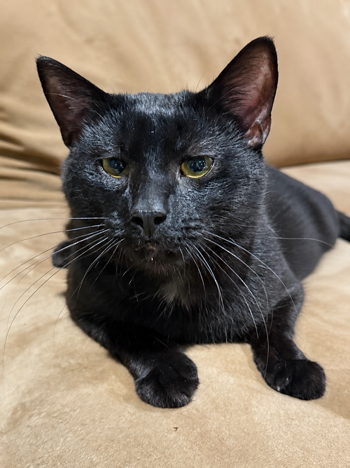 Lucifer, an adoptable Bombay in East Derry, NH