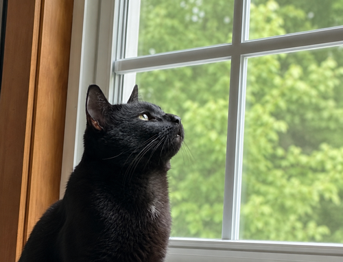 Lucifer, Adult Bombay (short coat), cat for adoption in Everett, Massachusetts