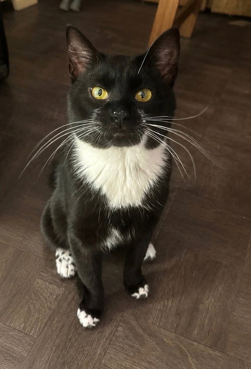 Junior, an adoptable Tuxedo in East Derry, NH