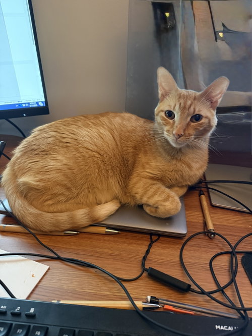Delilah Rose, an adoptable Domestic Short Hair in East Derry, NH