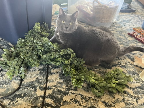 Benny, Adult Domestic Short Hair (short coat), cat for adoption in Woburn, Massachusetts