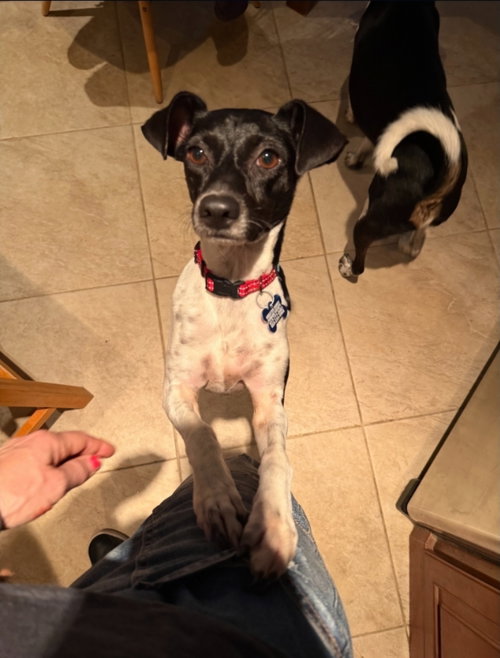 Sasha, an adoptable Rat Terrier in East Derry, NH