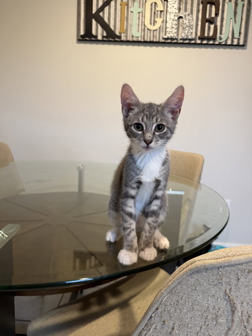 Cosmo, an adoptable Domestic Short Hair in East Derry, NH