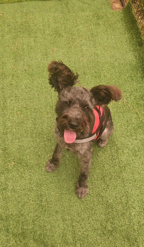 Simba photo 3