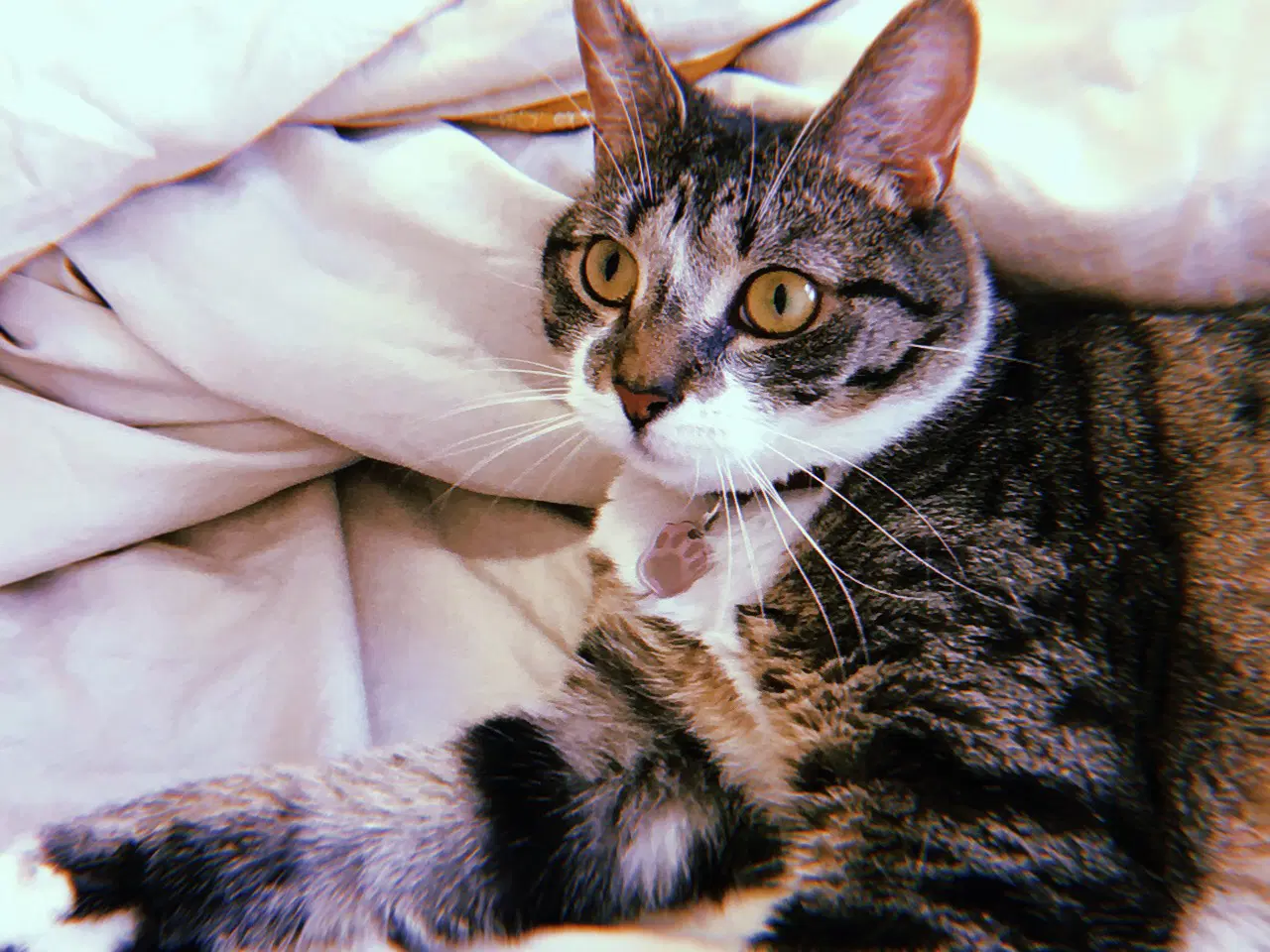 Jonesy - Domestic Short Hair
