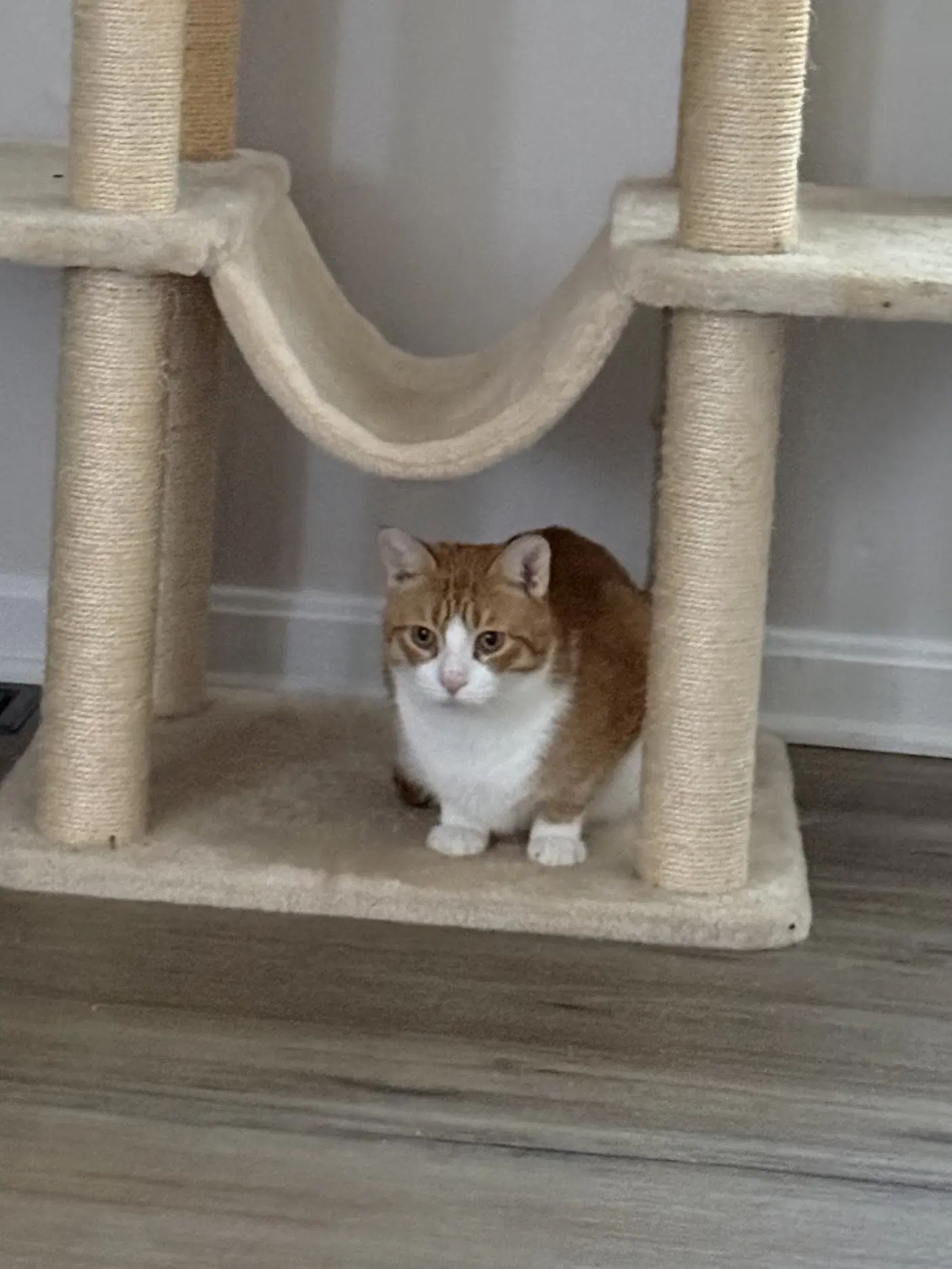 Marmalade - Domestic Short Hair