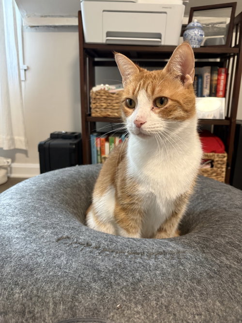 picture of the cat needing adoption