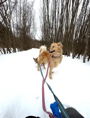 Marley image 3