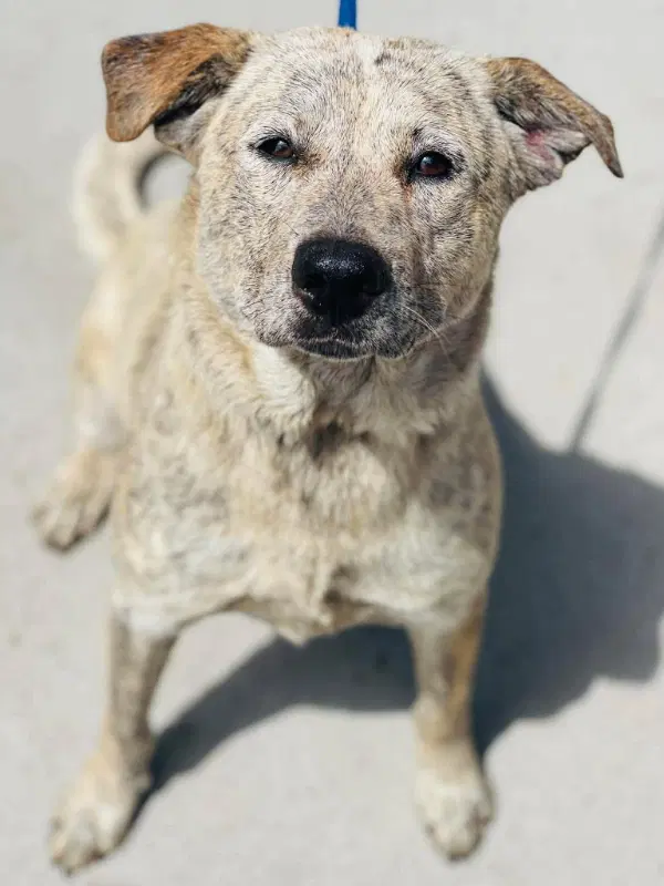 Harriett - Cattle Dog